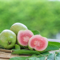 NHỮNG CÔNG DỤNG CỦA TRÁI ỔI CÓ THỂ BẠN CHƯA BIẾT
